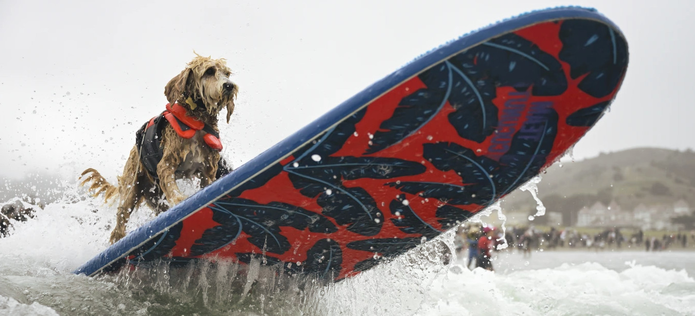 Des chiens surfeurs en Californie