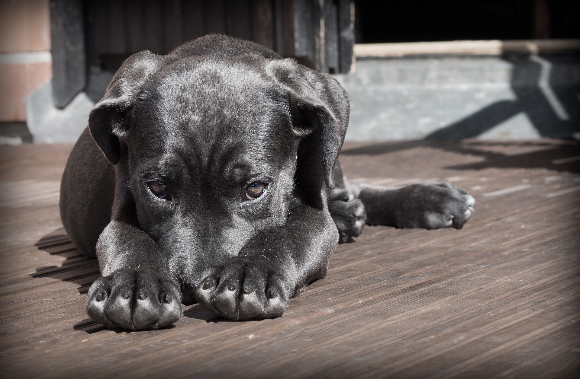 L’immersion en éducation canine : toujours une mauvaise idée ?